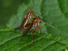 Thecomyia