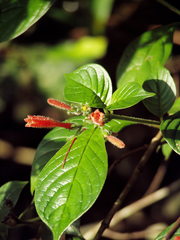 Hamelia rovirosae