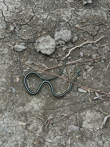 Common Garter Snake