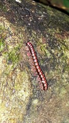 Helicorthomorpha holstii