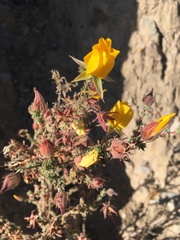 Balbisia microphylla