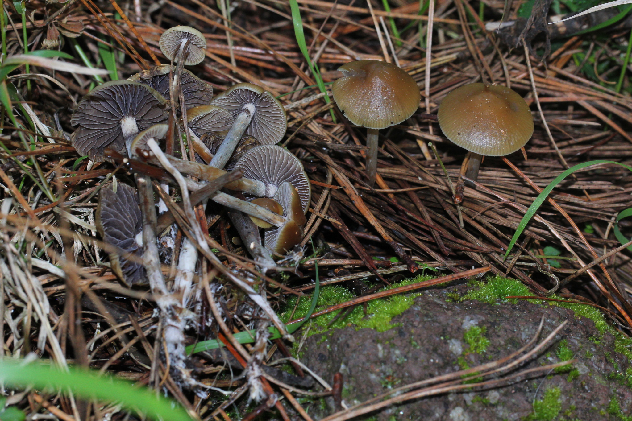 Psilocybe aztecorum image