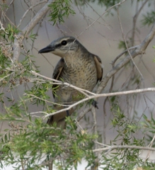 Edolisoma tenuirostre