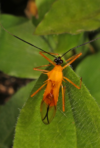 Corcia columbica
