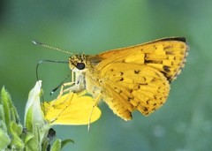 Hesperiinae
