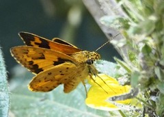 Hesperiinae