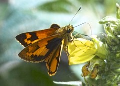 Hesperiinae