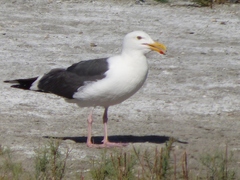 Larus occidentalis