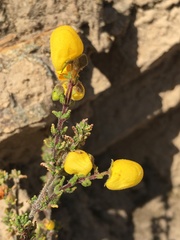 Calceolaria inamoena