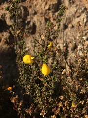 Calceolaria inamoena