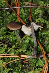 Myochromella boudieri