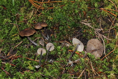 Myochromella boudieri