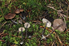 Myochromella boudieri