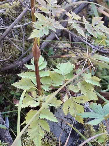 Aegopodium alpestre iNat (2)
