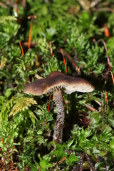 Myochromella boudieri