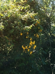 Fabaceae