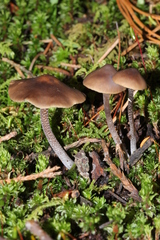 Myochromella boudieri
