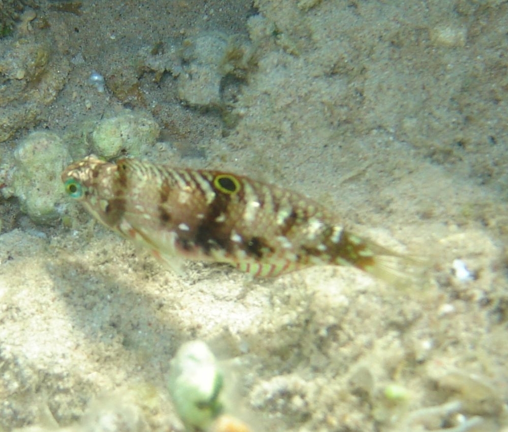 雲紋海豬魚(蠔魚) Halichoeres nebulosus