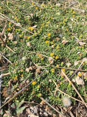 Senecio humillimus
