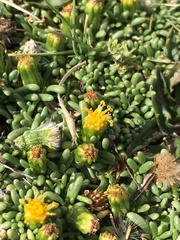 Senecio humillimus