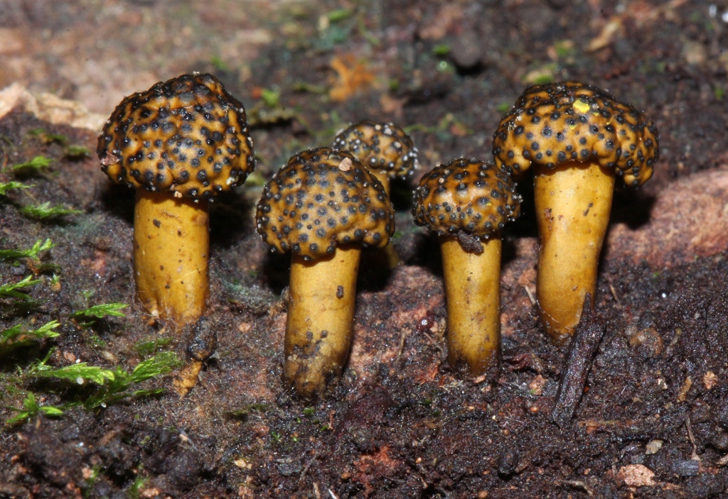 Podosordaria