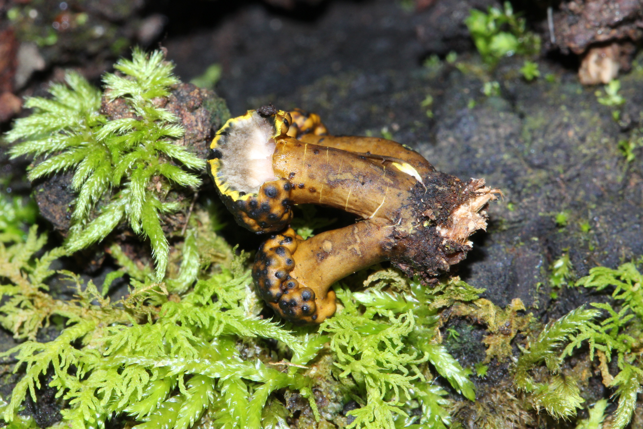 Podosordaria image
