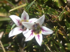 Lobelia oligophylla