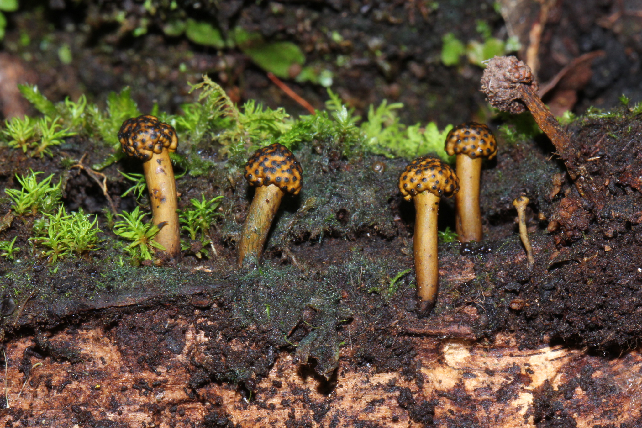 Podosordaria entosulphurea image