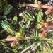 Alchemilla diplophylla - Photo (c) Matt Berger,  זכויות יוצרים חלקיות (CC BY), הועלה על ידי Matt Berger