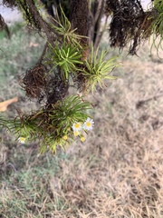 Darwiniothamnus tenuifolius
