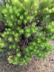 Darwiniothamnus tenuifolius