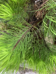 Darwiniothamnus tenuifolius