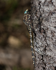 Austroaeschna parvistigma