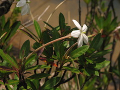 Augusta rivalis