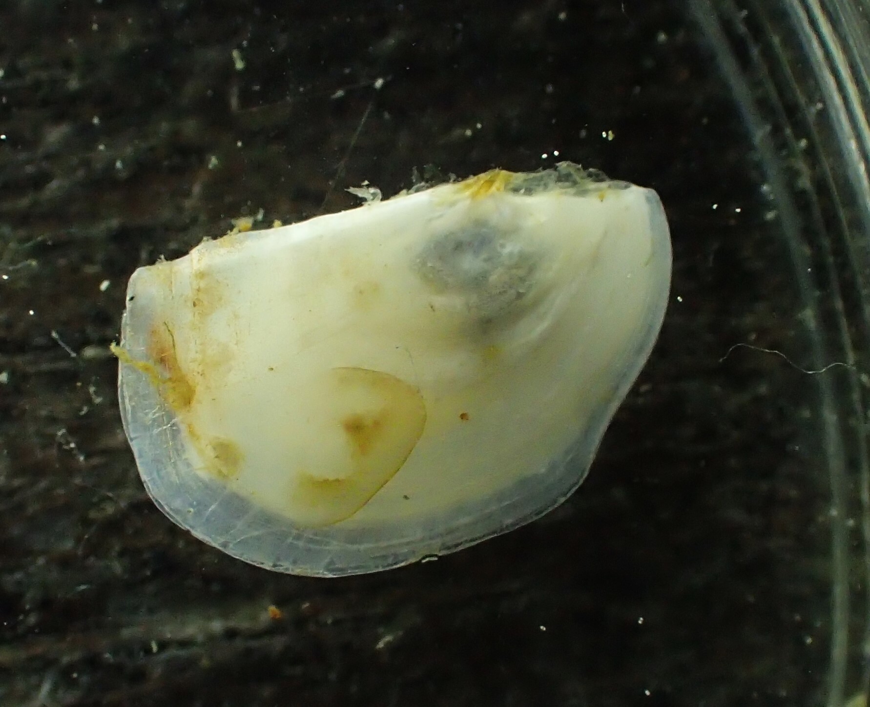 Pandora (Pandora) glacialis