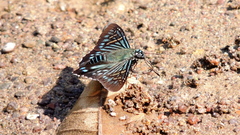 Phocides urania urania