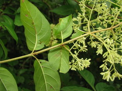 Machaonia acuminata