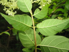 Machaonia acuminata
