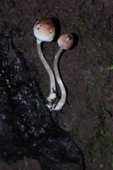 Leucoagaricus coerulescens