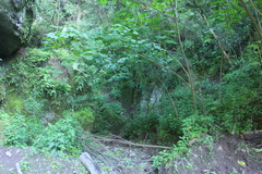 Leucoagaricus coerulescens