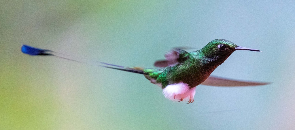 Peruvian Racket-Tail