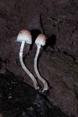 Leucoagaricus coerulescens