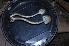 Leucoagaricus coerulescens