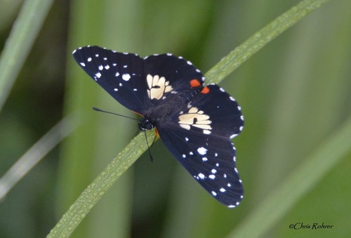Erodyle Checkerspot