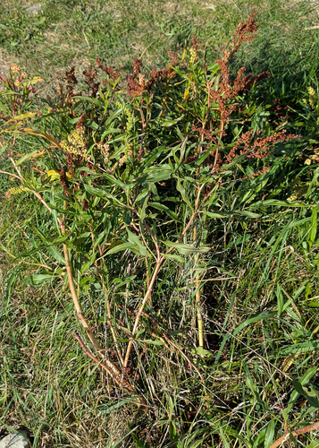 white willow dock (Rumex triangulivalvis)