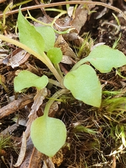 Pterostylis puberula