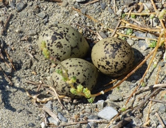 Recurvirostra americana