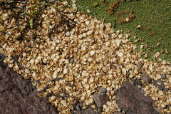 Azorella compacta