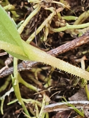 Pterostylis puberula