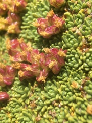 Azorella compacta